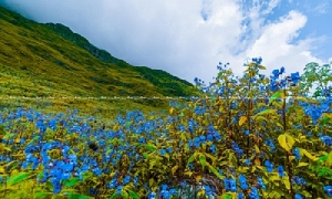 Valley of flowers Uttarakhand Package 2020